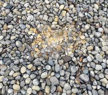 #TechTipTuesday: Have stones on your roof? Check for broken ballast rock regularly. Impact damage and freeze-thaw cycles during winter may result in breaking of the stones  and sharp edges may puncture your membrane. Schedule your free inspection: bit.ly/3xJvZOw.