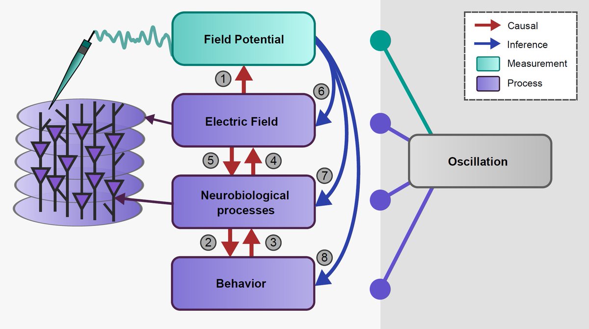 Decoupling Measurements and Processes: On the Epiphenomenon Debate Surrounding Brain Oscillations in Field Potentials Join Neuro-Philosophy salon with @sandervanbree @dlevenstein @prokraustinator Bradley Voytek, Richard Gao (@_rdgao) May 14 1pm EST-USA umd.zoom.us/meeting/regist…