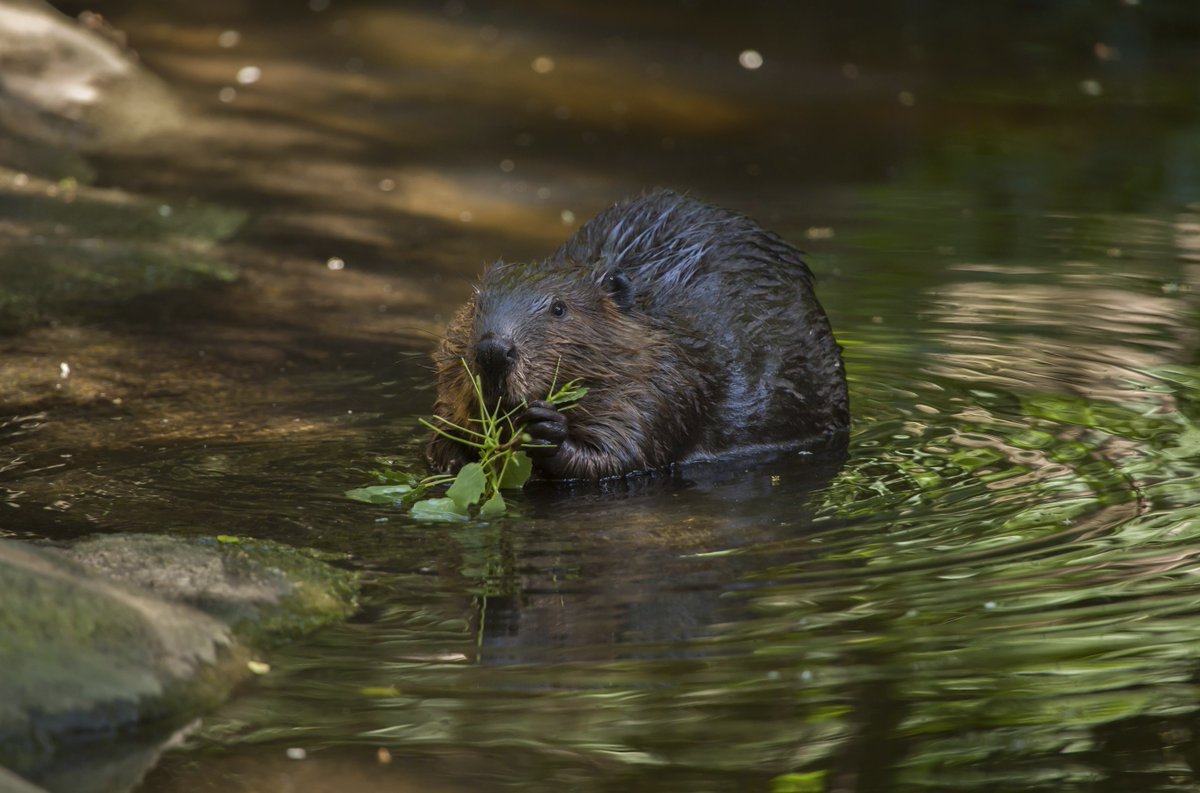 Have you been a 'busy beaver' lately? Remember that even the hardworking beaver makes time for rest, grooming, and socialization! 😴 💇 👋 Avoid burnout by adopting the beaver's work-life balance. ⤵️ bit.ly/3PNrXuH #StressAwarenessMonth