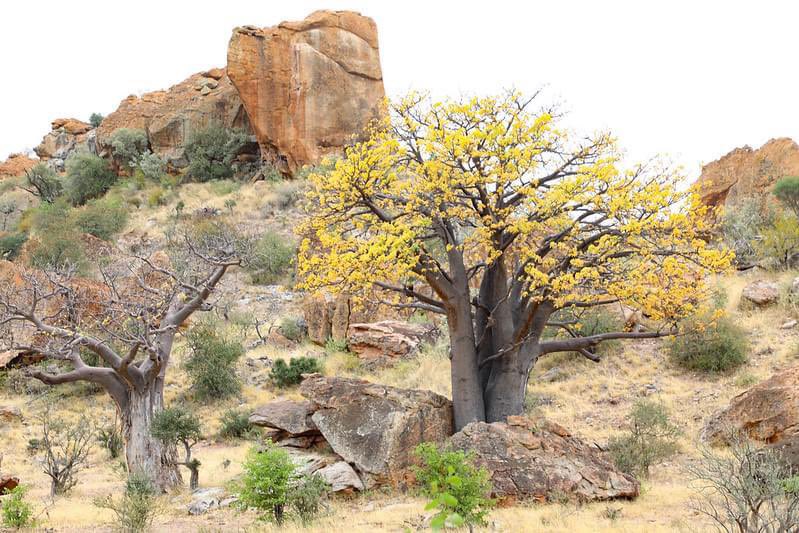 3/3 Spent a fascinating morning with @SANParks in Mapungubwe National Park where 🇺🇸🇿🇦 partnership has focused on preservation of cultural heritage.