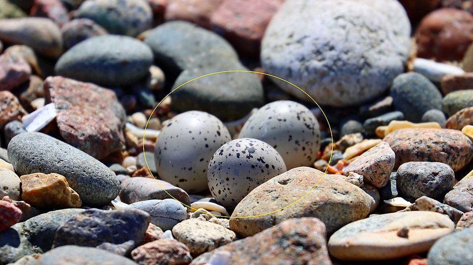 Sur la plage, faites attention où vous marchez ! Les oiseaux de mer y installent leurs nids. Les œufs minuscules se confondent avec la couleur du sable ou des galets. L’opération « Attention, on marche sur des œufs » est lancée pour les protéger. 30millionsdamis.fr/actualites/art…