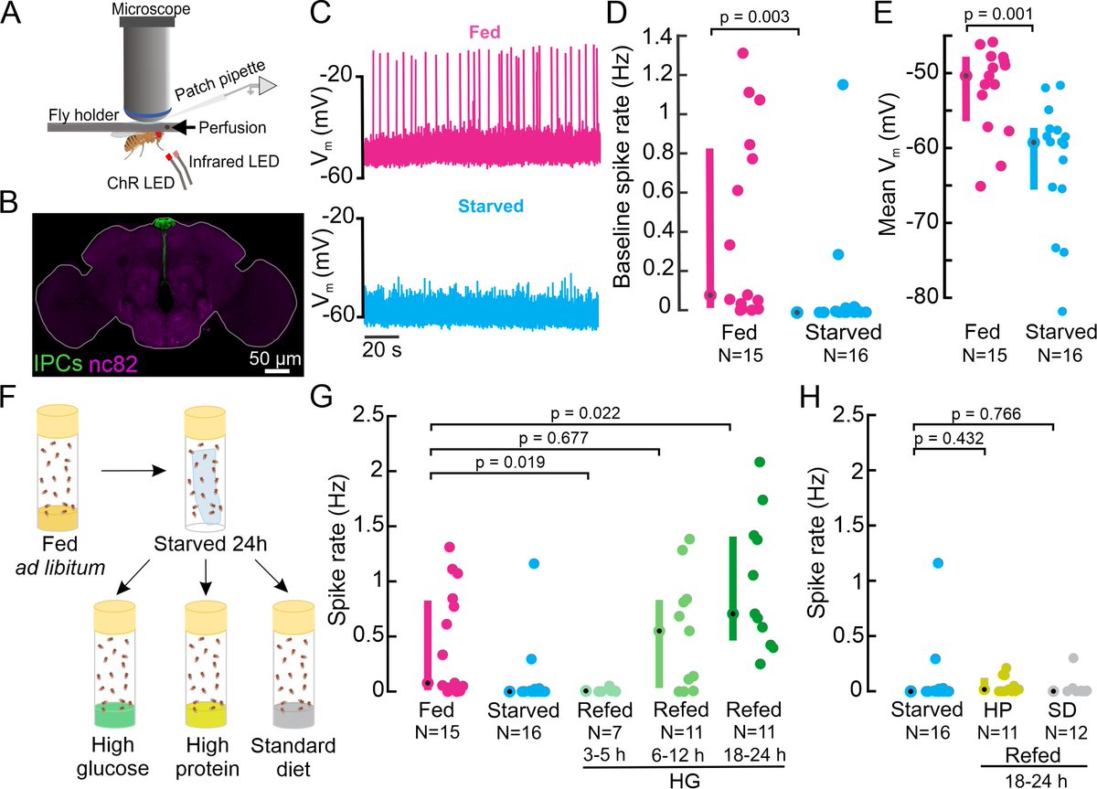 1/n We dove into the in vivo dynamics of Insulin-Producing Cells (IPCs), using electrophysiology to uncover how nutritional state affects their activity. As expected, we found that the nutritional state strongly modulates IPC activity, especially after glucose ingestion.