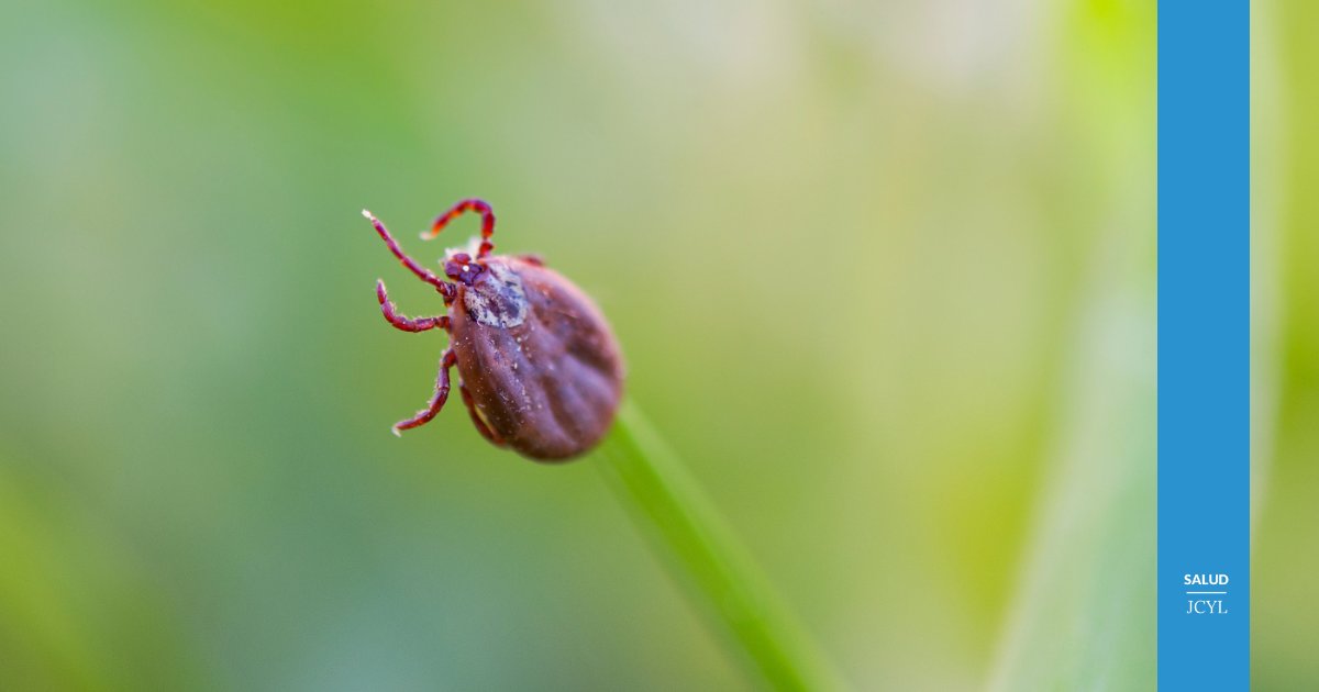 ¿Qué son las #garrapatas? ¿Qué se necesita saber sobre ellas? ¿Qué métodos efectivos de #prevención y #tratamiento se pueden usar contra las picaduras de garrapatas? #JCyLSalud #CastillayLeón #OneHealthCyL #OneHealth ⬇️ youtu.be/onby0FgJnug?si…