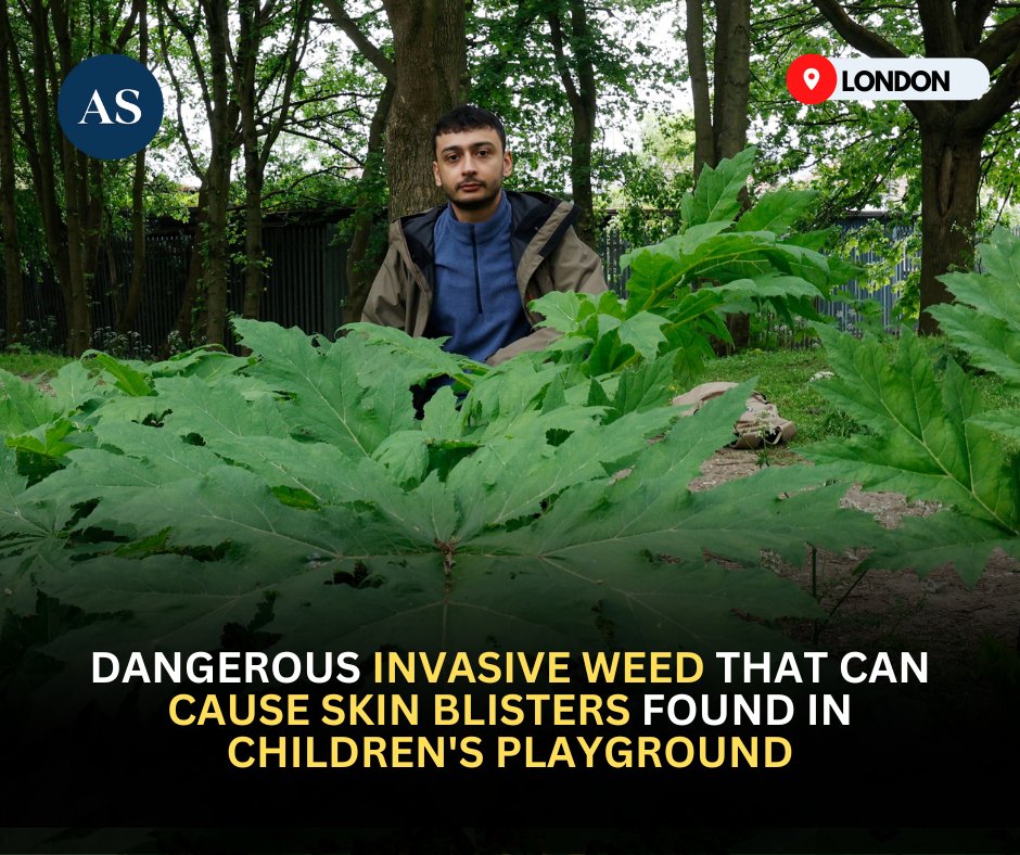 🌿Giant Hogweed, causing severe burns, discovered in Alperton playground. @anton_georgiou calls for swift council action! For more details:▶tinyurl.com/mrx3pwjx