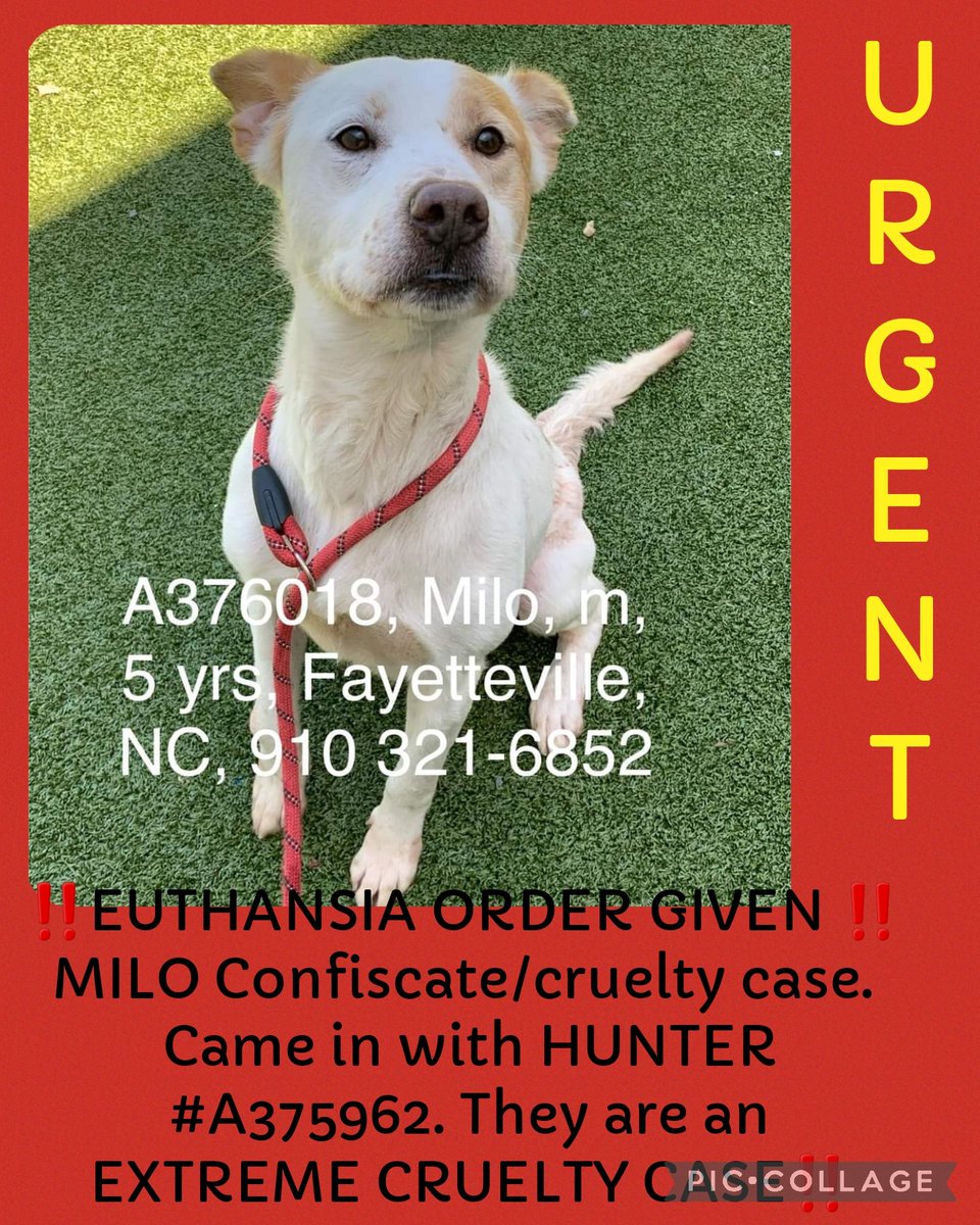 ‼️EUTHANSIA ORDER GIVEN ‼️ 

MILO Confiscate/cruelty case. Came in with HUNTER #A375962. They are an EXTREME CRUELTY CASE‼️ 

#A376018 
5yr 
Alaskan Husky mix
Hw+ 

The shelter is full. 
Cumberland Cnty Animal NC
#rescue #adopt #dogs #deathrowdogs #deathrow #codered  #pledge