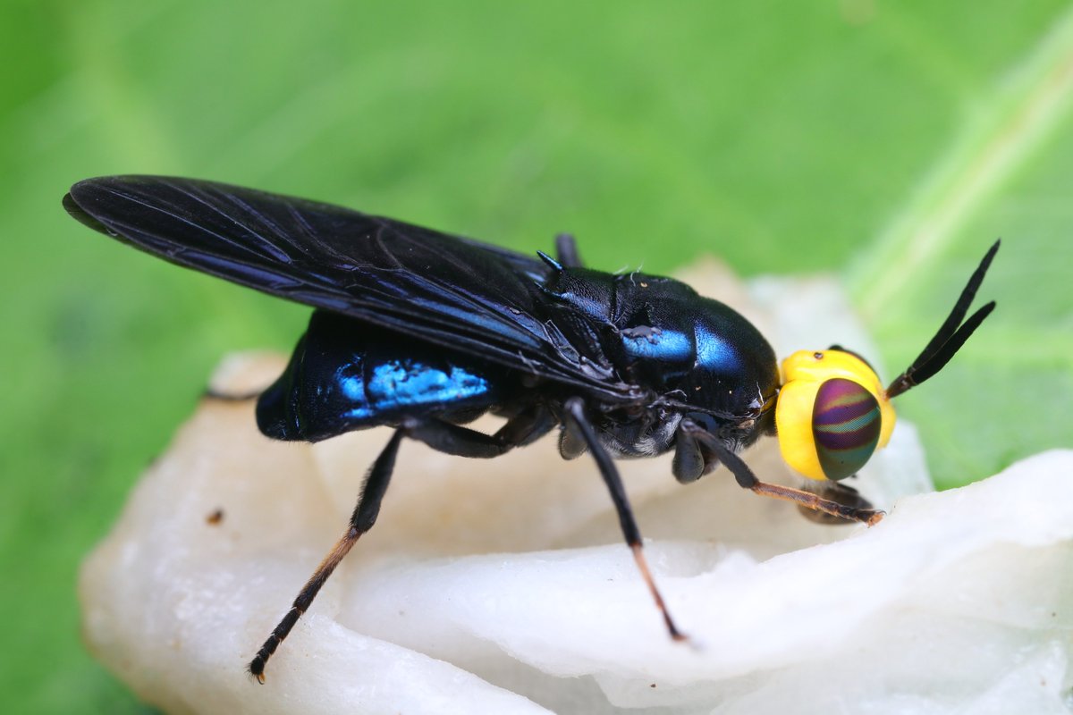 Some very stylish flies in Peru, such as this yellow-headed stratiomyid. Cyphomyia sp.