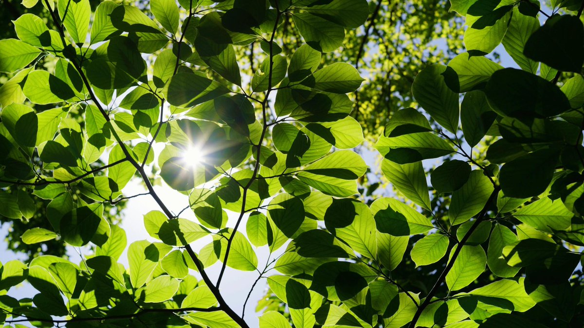 johnxtren's tweet image. Where flowers bloom, so does hope🌸🍀