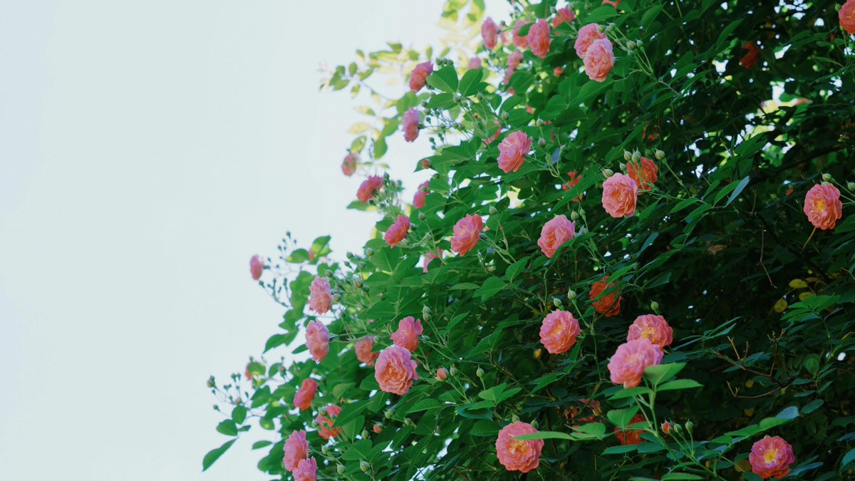 johnxtren's tweet image. Where flowers bloom, so does hope🌸🍀