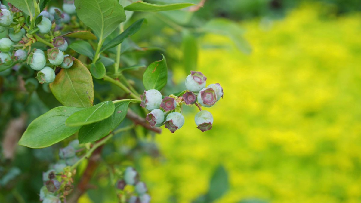 johnxtren's tweet image. Where flowers bloom, so does hope🌸🍀