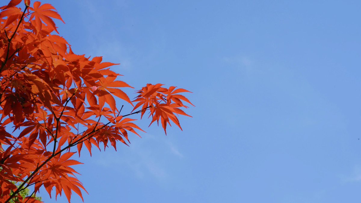 johnxtren's tweet image. Where flowers bloom, so does hope🌸🍀