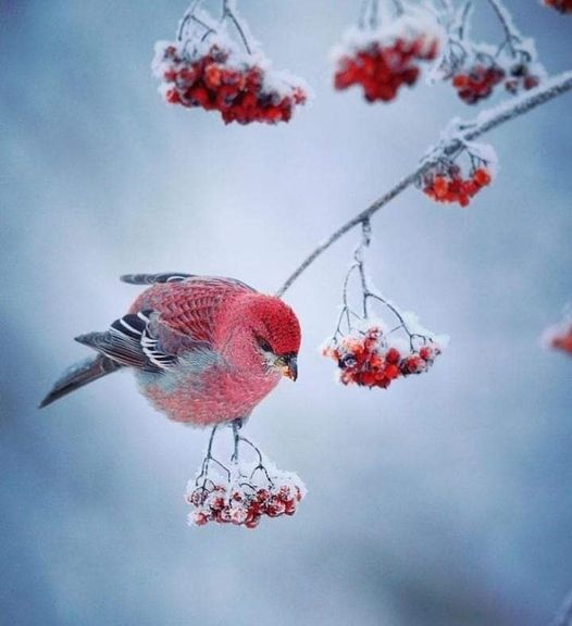 Birds: Pine Grosbeak.📷: Niko Pekonen