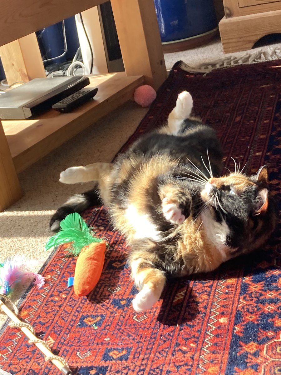 😺🩷😺🩷😺🩷😺🩷 I got sunshine! I got warm fur I got my toys Who could ask for anything more? #cats