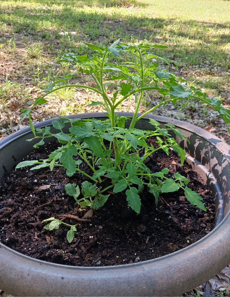 My tomato plants are growing well. This one is already starting to bloom. My lilac still isn't showing any signs of life. But it's only been about a week. I think. 🤣