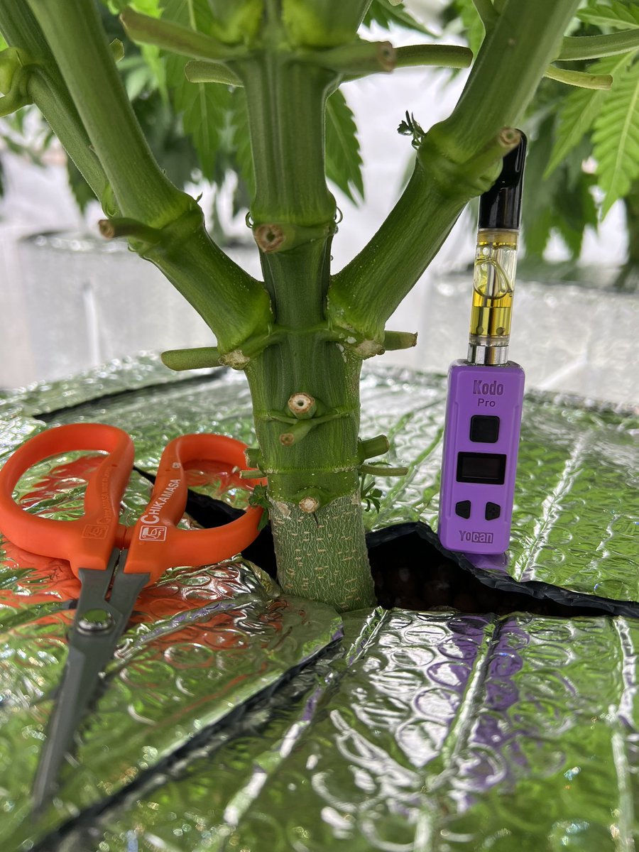 SpliffyG's tweet photo. Not bad for size going into flower.
#hydroponics #cch20 #growgreenplanet https://t.co/lad6ygw1p4