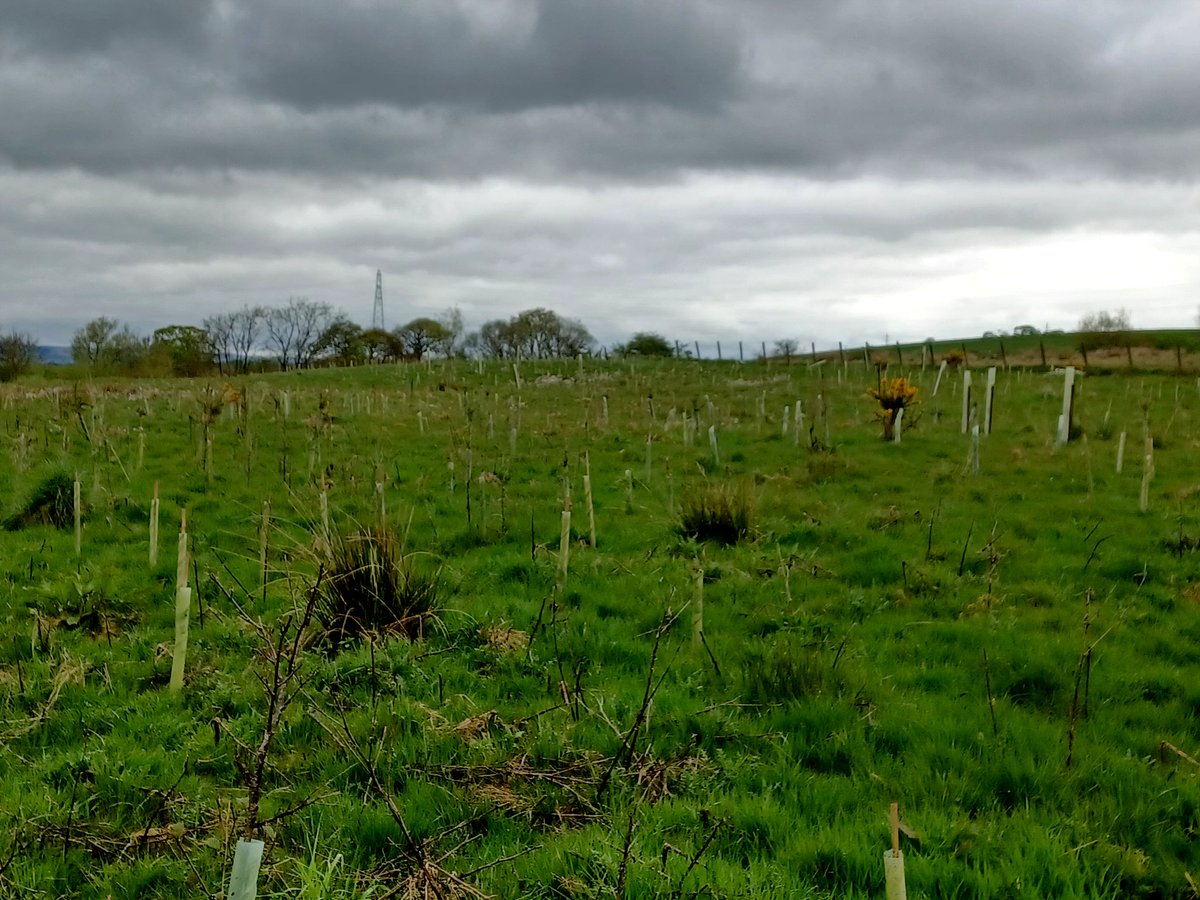 Nice to back at a damp Woodgreen to do the final phase of maintenance planting as part of our Growing for Garnock Project @GarnockLP with a big thanks to Kilwinning Eglinton Angling Group - unsung heroes of the River @garnockgordon for all their help including cattle herding!