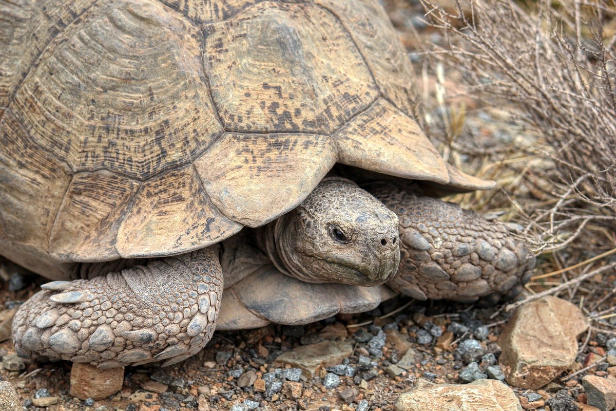 The Mojave desert tortoise has been designated as endangered, reflecting the urgent need to protect its dwindling population. Despite conservation efforts, their numbers continue to decline, emphasizing the broader issue of biodiversity loss.🐢🌿 eu1.hubs.ly/H08S7F00