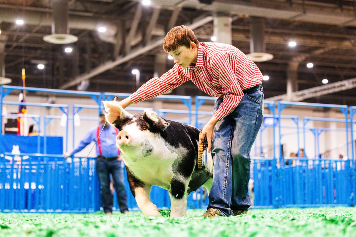 2024 Junior Market Barrow & Breeding Gilt Shows by the numbers:
🐖 3,249 entries
🐖 9 breeds
🐖 2,895 exhibitors