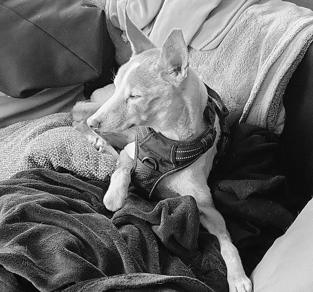 Herr Meyer - MdB (Mit dem Bart) (@odinsfather) on Twitter photo Mach es gut mein wirklich alter Freund. 18 Jahre warst Du stets mein Begleiter. Ich werde Dich vermissen und immer lieben... ❤️ Mach es gut mein wirklich alter Freund. 18 Jahre warst Du stets mein Begleiter. Ich werde Dich vermissen und immer lieben... ❤️