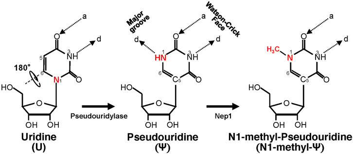 The #mRNA from the shot has N1-methyl-Pseudouridine replacing uridine, which protects the modified #mRNA in the shot from enzyme degradation in the cells that are poisoned by this #mRNA.  What enzyme system destroys the N1-methyl-Pseudouridine, and stops spike protein synthesis?