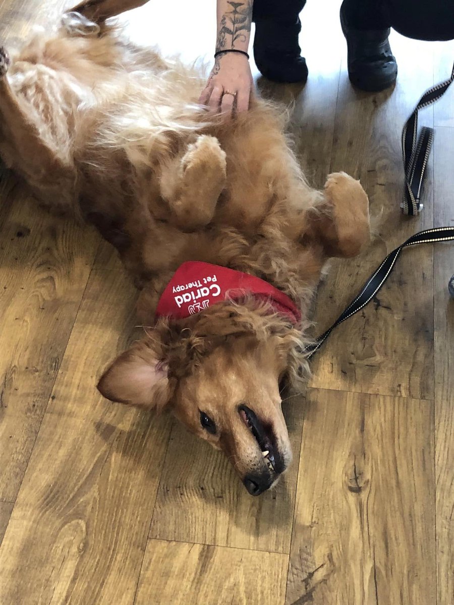 Cassie benefiting from her visit to The Graylyns Residential Home with some tummy tickles #naturaltherapydog