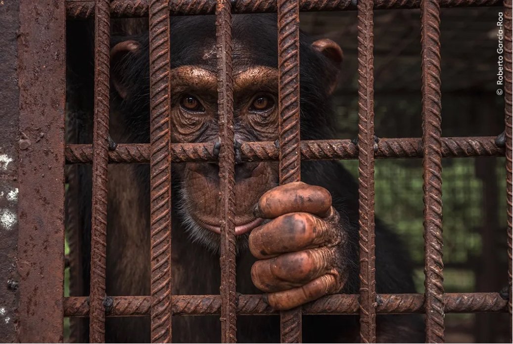 'Hope is the only consolation of an imperfect condition' said the great historian Edward Gibbon, whose name playfully echoes a member of the monkey family. The powerful image captures a chimpanzee at the Chimpanzee Conservation Centre in the Republic of Guinea. 🐒 #AnimalQuotes