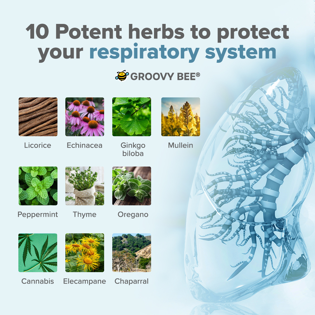 10 Potent herbs to protect your respiratory system

#naturalremedies #herbs #healthbenefits #organic #wellness #superfood #healthyliving