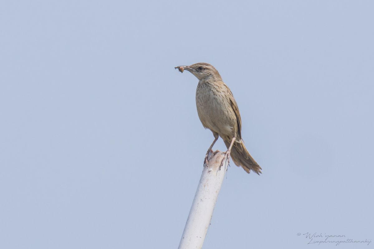 Some notable warblers in a morning in #SamutPrakan suburbs. They have to survive in suboptimum habitats as there are fewer suitable patches largely due to the Land & Building Tax Act enforced since '20.
#birdphotography #BirdsSeenIn2024 #birding #citynaturechallenge #birdwatching