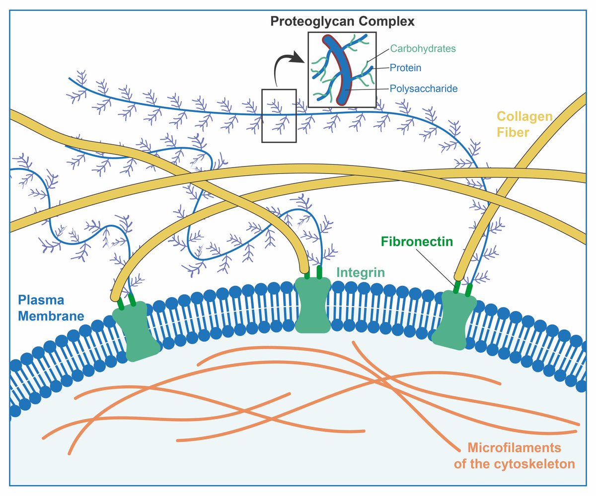 Some components of the extracellular matrix.