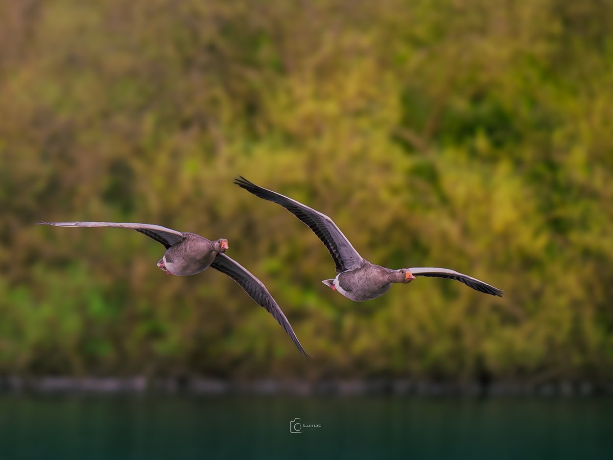 Is it #TwosDay already? This time is flying... Kinda like us... #GreylagGoose #BirdsInFlight #Nature #Photography 
Sup peeps... what are You up to?