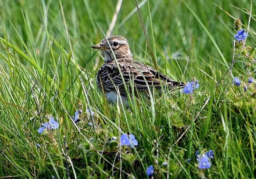 #citycommons #farthingdowns amazing to see this skylark at farthing downs in the protected area #Skylark @CityCommons