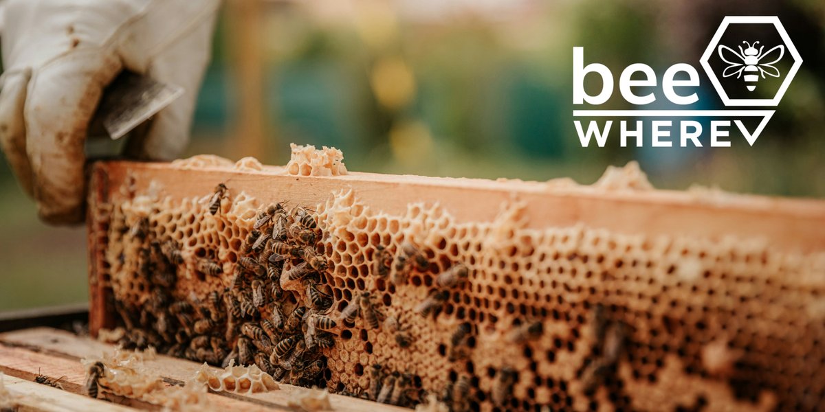 As we wrap up BeeWhere Month, let's remember that bees play an important role in the pollination of many CA crops &amp; we must protect them. Join BeeWhereCA working with beekeepers, pesticide applicators, &amp; farmers to safeguard bees across the state. beewherecalifornia.com