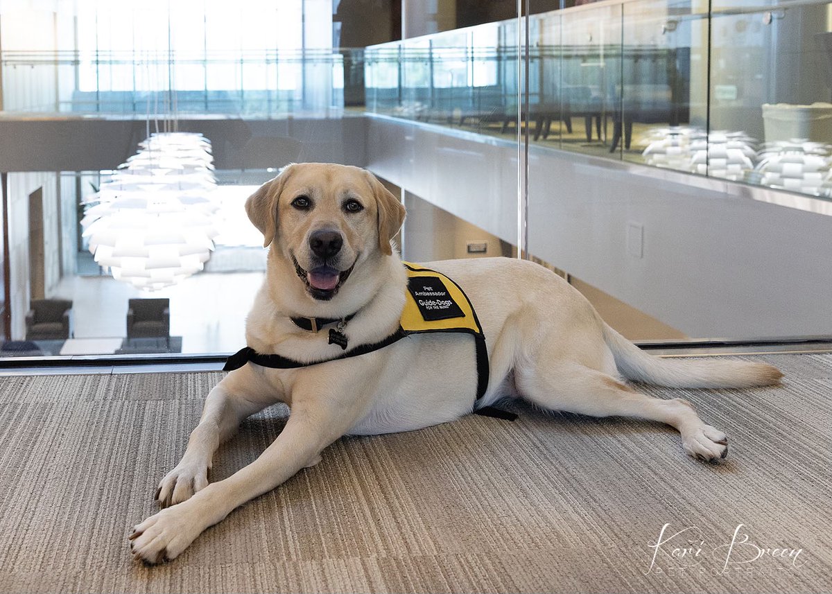 It’s National Therapy Animal Day, and we are thankful for Shipley! He is a registered therapy dog with Pet Partners who visits patients, families, and staff at @moncriefcancer and @utswcancer.🐾