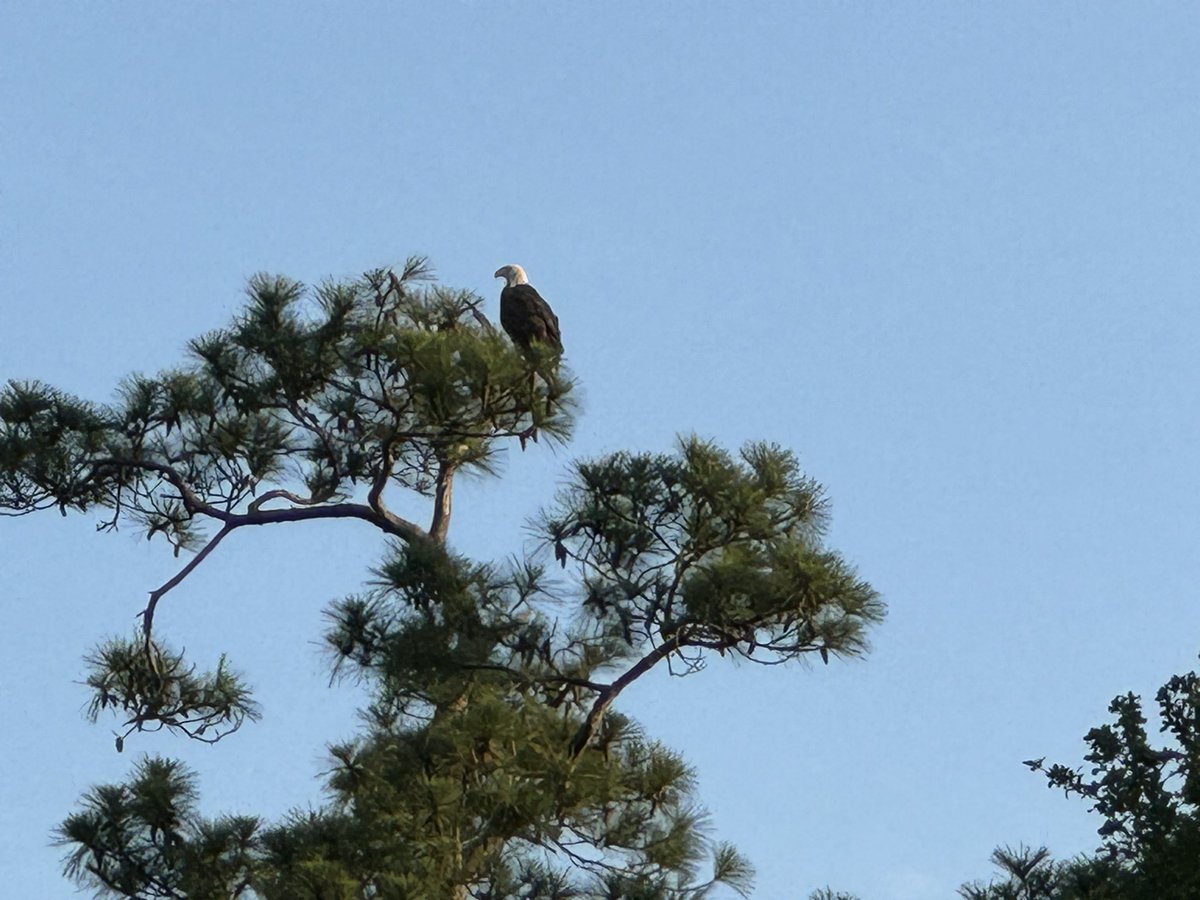 Urban Wildlife: The Brays Bayou bald eagle is still hanging around 🦅🇺🇸😎 #UrbanWildlife #BaldEagle #Houston