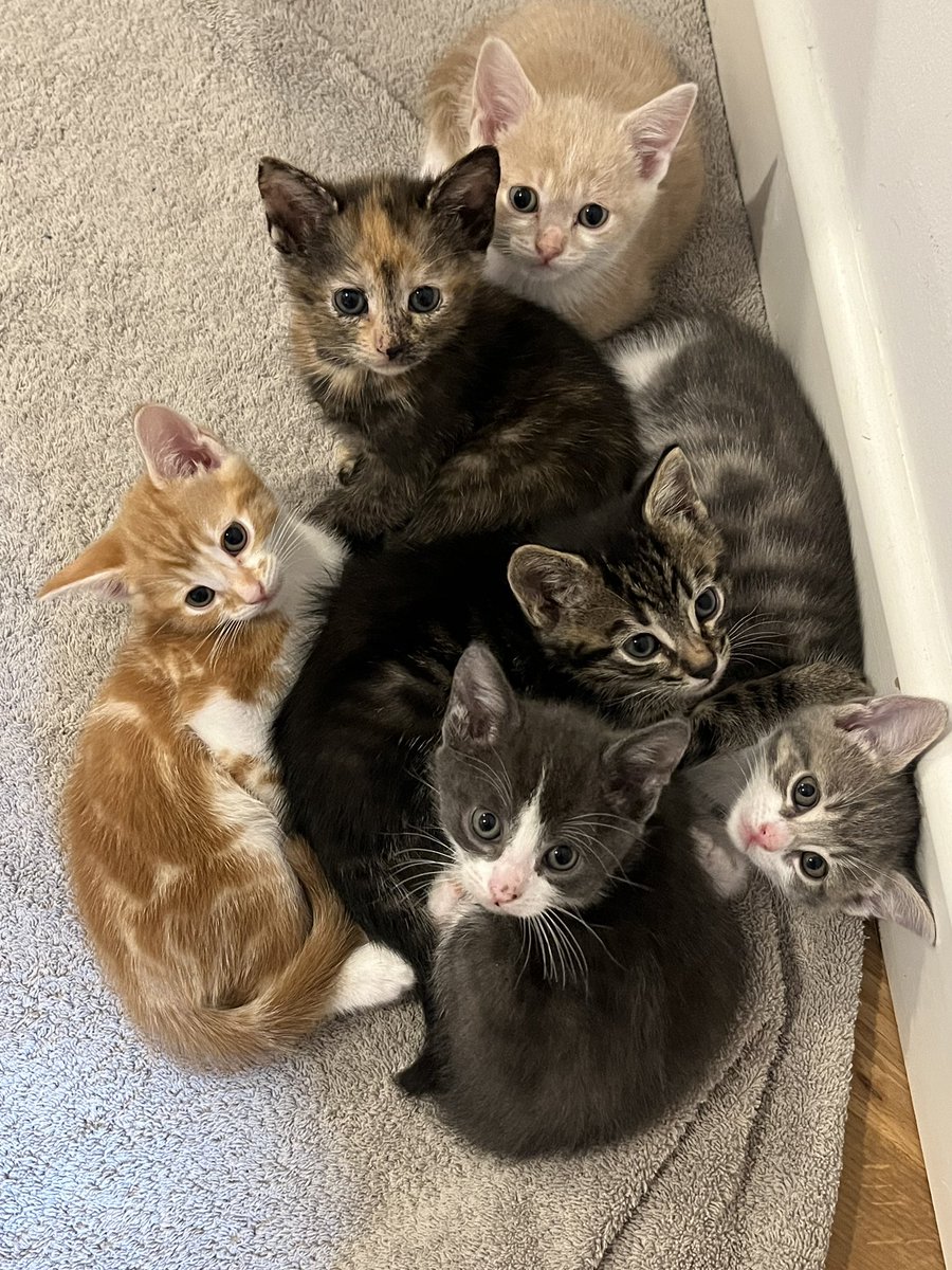 They grow up so fast! This kindle of cuties will be ready for their forever home in a few weeks. If you’d like that to be yours get in touch with our adoption team volunteers catcuddles.org.uk/adopt-cats