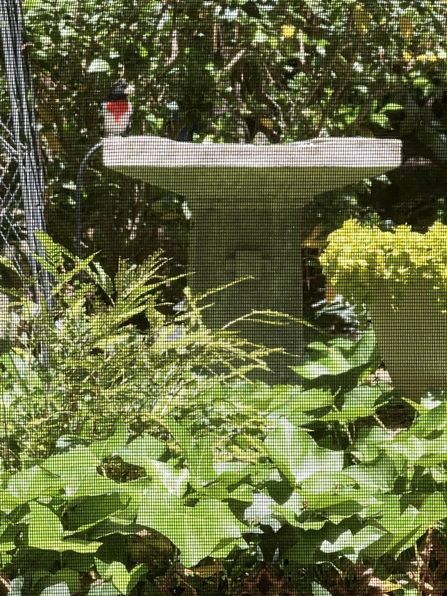 Be still my heart! R.B. Grosbeak has stopped by for a drink and a bath. #nature #rosebreastedgrosbeak