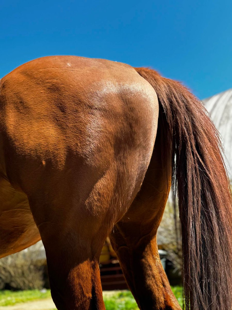 Guess that Tush!

#SES #SilverEagleStable #TushieTuesday #TT #BarnLife #Horses #GrandsonOfAFarmousHorse