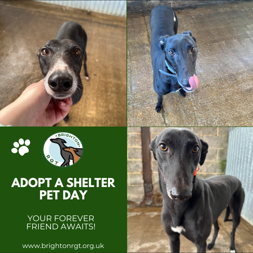 Today is Adopt a Shelter Pet Day! 🏡

Retired greyhounds are amazing companions ready to fill your home with love. ❤️ They're patiently waiting for you!

Call 07704 982140 to arrange a visit and take the first step towards your new furry friend.

#AdoptAShelterPetDay #BRGT