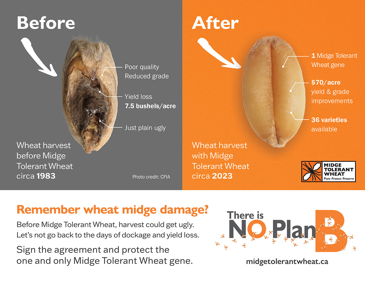 Remember wheat midge damage? We've come a long way since 1983. Help protect the one and only Midge Tolerant Wheat gene by practicing proper stewardship. 🌾 Learn more: ow.ly/Yc0g50R70uz #cdnag #westcdnag #MbAg #MBFarms