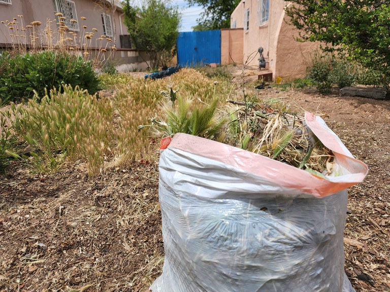 🌿 Don't forget, FREE Green Waste Collections is happening now! Just bag up your yard trimmings and place them on the curb for pickup. Our trucks will swing by to take it off your hands. 🚛♻️ 
.
.
#OneAlbuquerque #KeepABQBeautiful #SolidWaste #GreenWaste