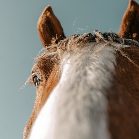 When the front-facing camera catches you by surprise. #Regram #Ariat

PC: IG @ bonafidecowboy