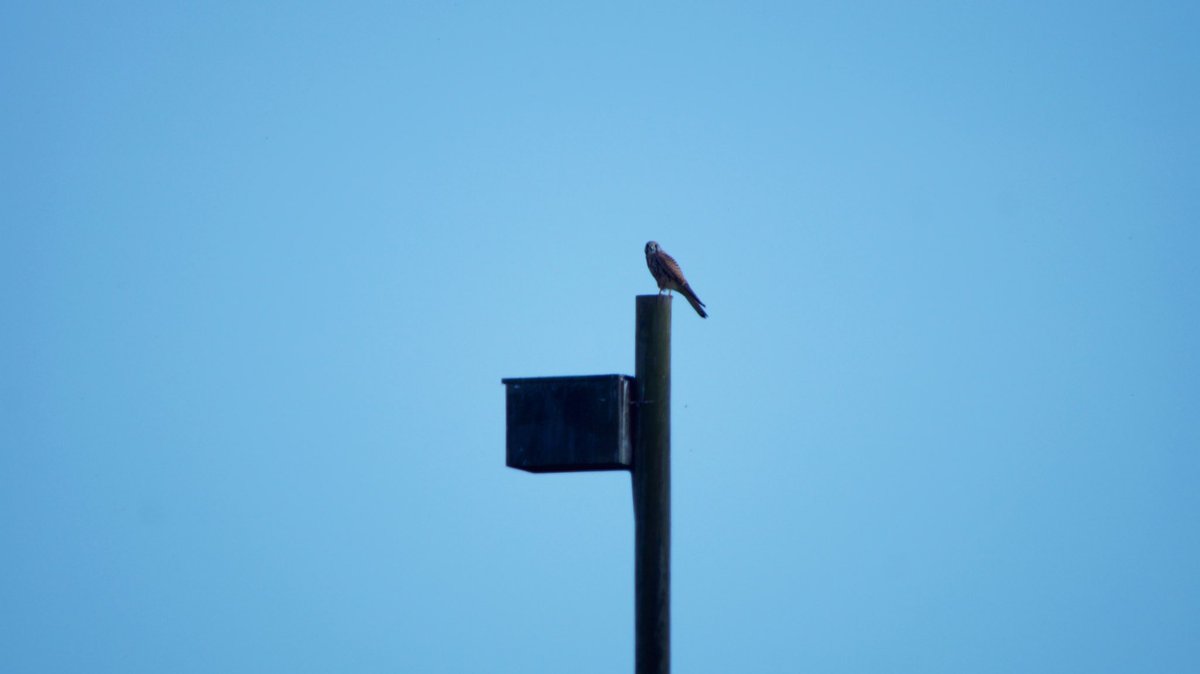 SyldaviaGerardo's tweet photo. #FelizDía
#FelizMartesATodos 
Los casados… Casa quieren 
#Cernicalos Felices 
#FelizSemana #MiÁlbumDeFotos
#Fotos
#CastillaYLeon #fotografías
#Aves #Naturaleza #Nature #Brirds #Biodiversidad
#Pajareando
#Pajareo https://t.co/24Jj0uclRQ