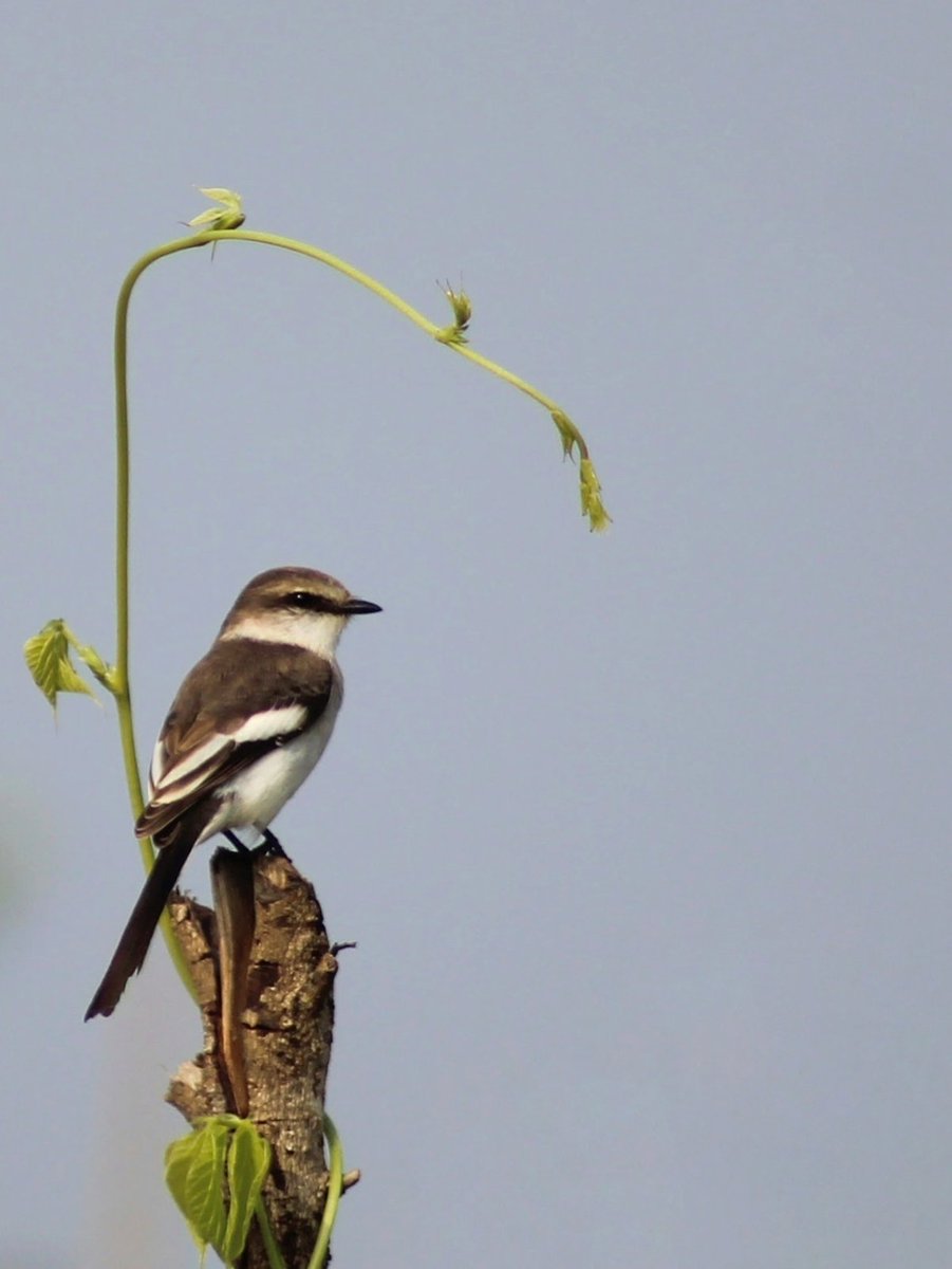 White-bellied Minivet (Pericrocotus erythropygius)
Location: Pench National Park 
2013 
#contact_for_safaris #big5safarisz #little_brown_job 
#Walk_with_Me
#planetearth #TheMysteriousWorld  #hiddenindia 
#greenplanet 
#wildasia 
#Follow_Me
#naturelover 
#roadtrips
#ourplanetearth