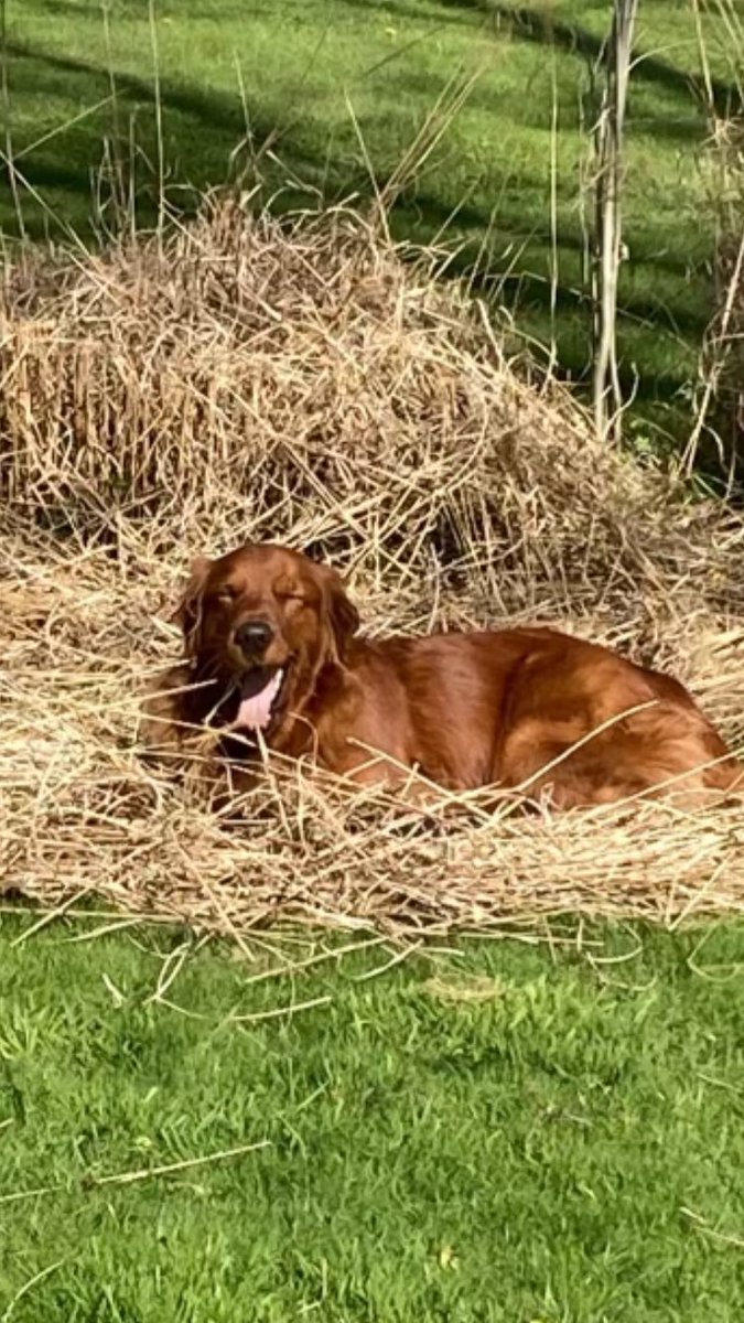 #TongueOutTuesday #grc Booms loves rolling in the grasses.
