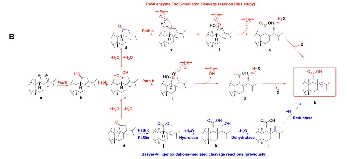 #Biosynthesis of Enfumafungin-type Antibiotic Reveals an Unusual #Enzymatic Fusion Pattern and Unprecedented C–C Bond Cleavage by Dan Hu, Ikuro Abe, and Hao Gao and co-workers in @J_A_C_S pubs.acs.org/doi/10.1021/ja…