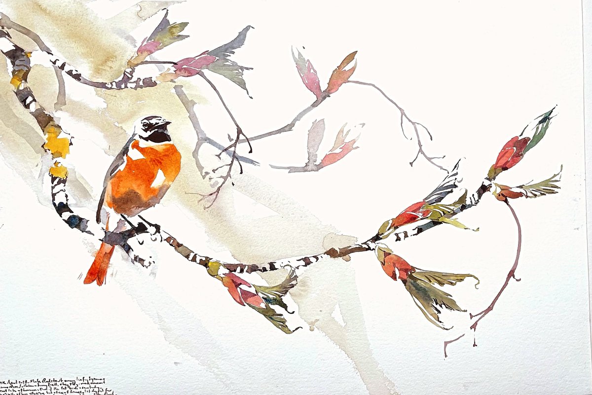 Male Redstart among leafing Sycamore, East Lothian, Watercolour 380 x 560mm.
Been a while since I have been able to get out of late, but the first bird I lifted my binoculars to on the coast here today was this wonderful Male Redstart. #migration