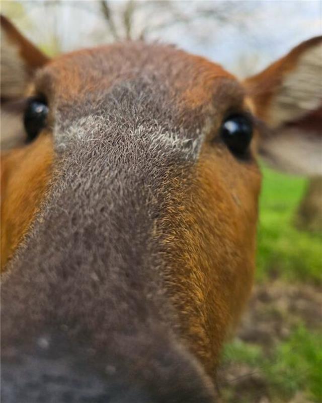 An extremely close-up hello from Hasira, the sitatunga.
📸 Keeper Cory