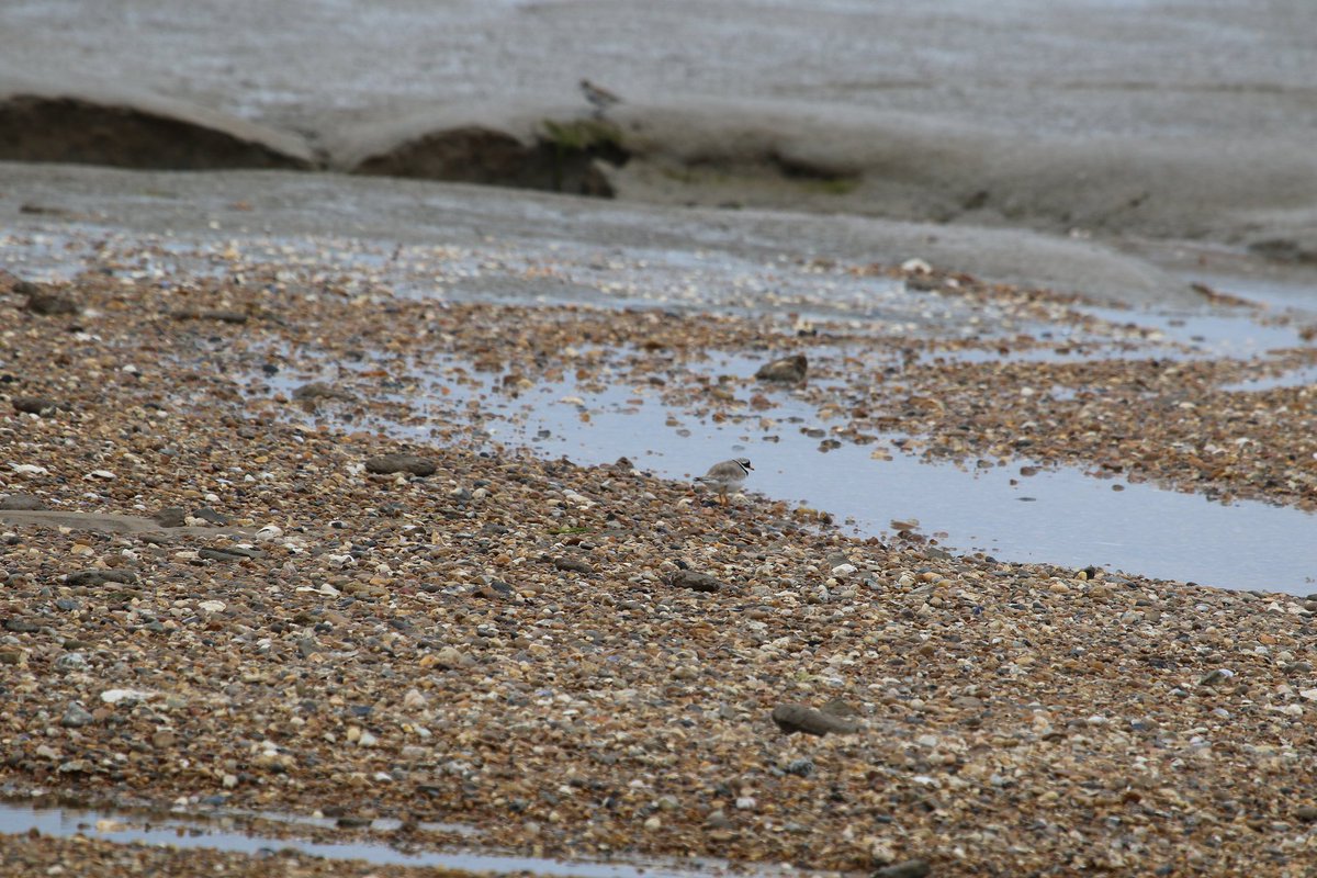 For #BirdsFromFarAway one of the Ringed Plovers seen to today🔍🐦😉