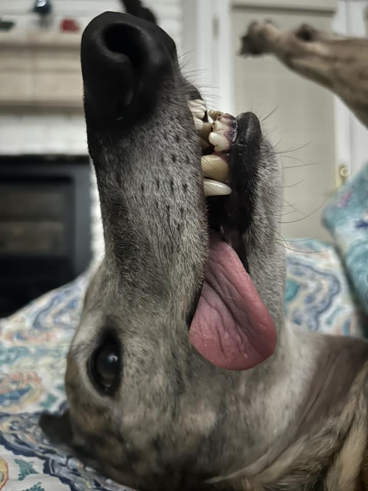 Happy #TongueOutTuesday from Dante the greyhound, who we rescued from Hemopet-- the last dog blood bank in California that we have SHUT DOWN! After a multi-year battle, we were able to end dog blood harvesting in CA. Dante says THANK YOU to everyone who supported this cause. ✊🐾