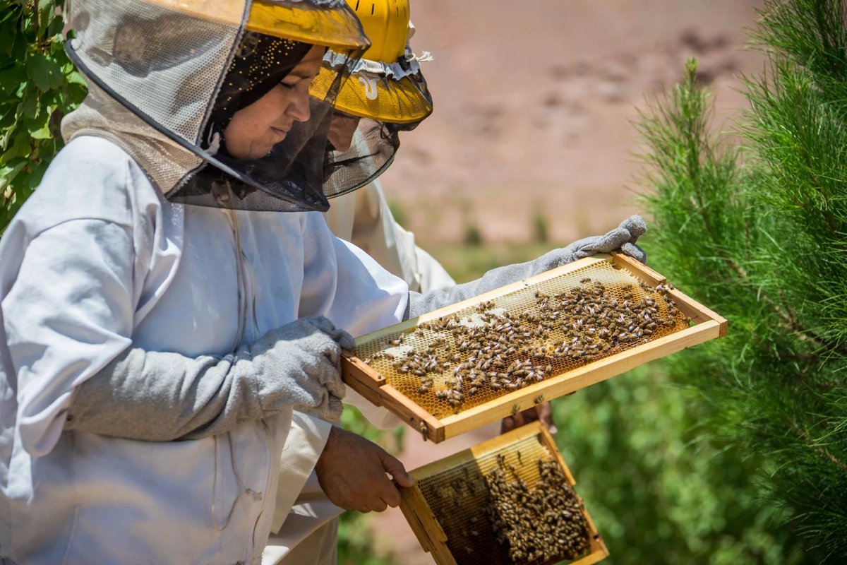 To limit global temperature rise, we must rapidly reduce carbon emissions and reach net-zero by 2050. @UNDP’s new guidance outlines key steps for countries to plan for this transition across various sectors. Explore more: go.undp.org/ZJA