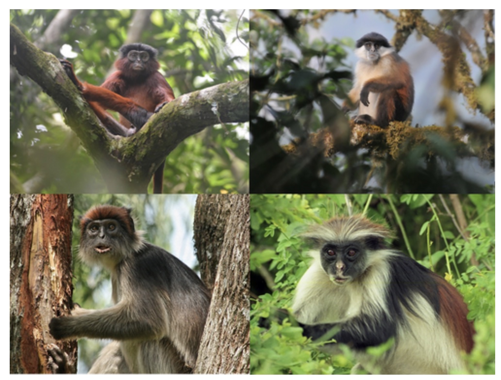 A perspective piece in @ConLetters on how red colobus monkeys can serve as flagships to help conserve African tropical forests, thus aiding in initiatives involving biodiversity, ecosystem services, food security and global health. Link here: conbio.onlinelibrary.wiley.com/doi/full/10.11…